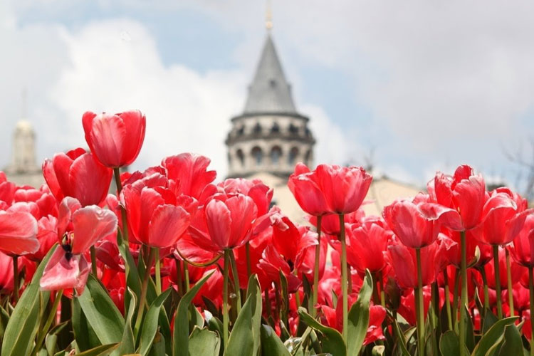 Tulipán en Estambul